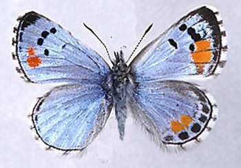 Philotes sonorensis gynandromorph [half half] (Internet Image property of respective owner, non-commercial use only)